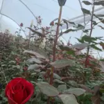 Invernadero de Rosas5