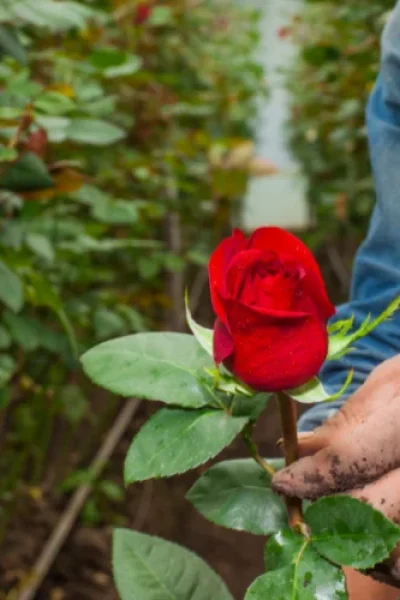 cultivo de rosas